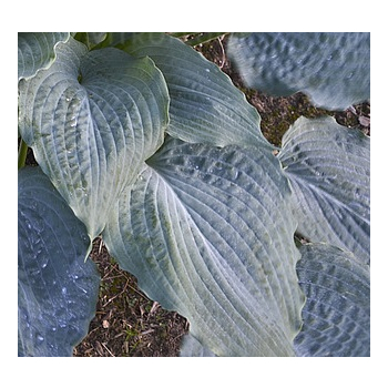 Funkia Diamond Lake - Hosta sieboldiana