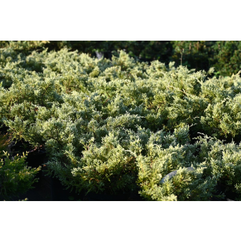 Jałowiec wirginijski Silver Spreader - Juniperus virginiana