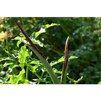 Drakunkulus zwyczajny - Dracunculus vulgaris