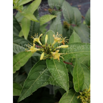 Zadrzewnia płaskoogonkowa Butterfly-Diervilla sessilifolia