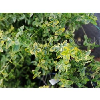 Trzmielina Emerald`n Gold-Euonymus fortunei