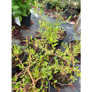 Wierzba arktyczna-Salix arctica var. petraea