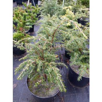 Choina kanadyjska-Tsuga canadensis