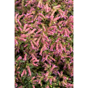 Oregano Bristol Cross - Origanum vulgare