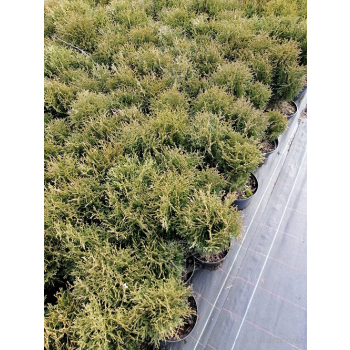 Żywotnik zachodni Hoseri - Thuja occidentalis