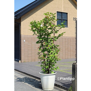 Malina Raspberry Tower - Rubus