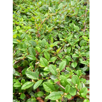 Irga Dammera Major-Cotoneaster dammeri