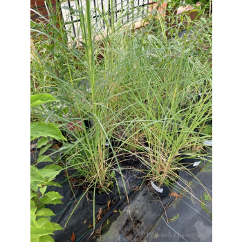 Miskant chiński Silberspinne-Miscanthus sinensis