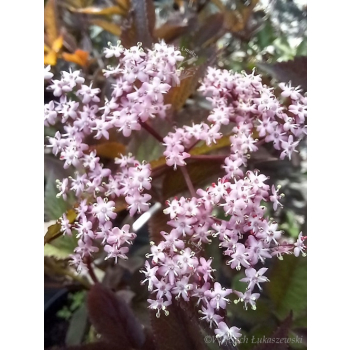 Bez czarny Black Beauty-Sambucus nigra