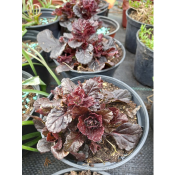 Dąbrówka rozłogowa bordowa-Ajuga reptans