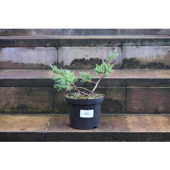 Jalowiec łuskowy Holger - Juniperus squamata 0004