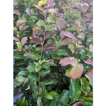 Parocja perska Burgundy-Parrotia persica