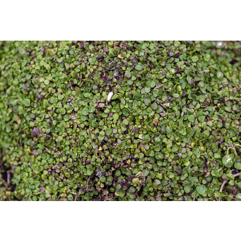 Mięta korsykańska - Mentha requienii