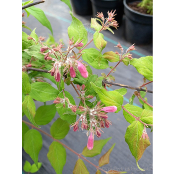 Kolkwicja chińska Rosea-Kolkwitzia amabilis