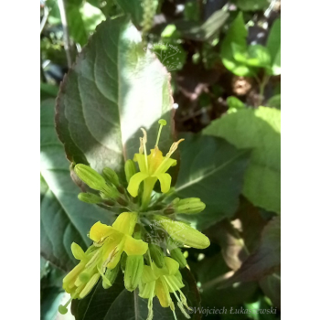 Zadrzewnia Troja Black-Diervilla rivularis