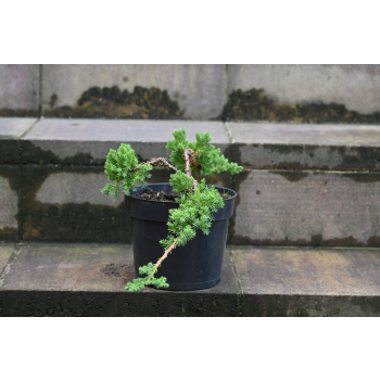 Jałowiec rozesłany Nana - Juniperus procumbens 0023