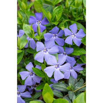 Barwinek pospolity - Vinca minor Barwinek pospolity - Vinca minor
