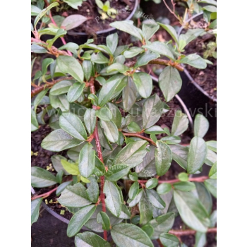 Irga Dammera Major-Cotoneaster dammeri