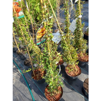 Ognik Orange Glow-Pyracantha