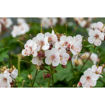 Bodziszek korzeniasty Geranimo White - Geranium macrorrhizum