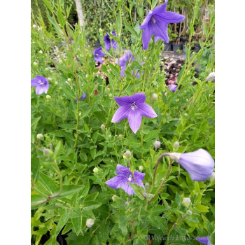 Platykodon niebieski-Platycodon grandiflorus
