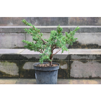 Jałowiec chiński Shimpaku - Juniperus chinensis 0086