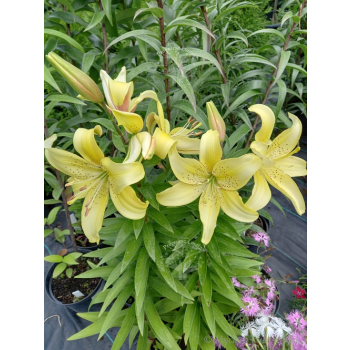 Lilia azjatycka Bright Pixie-Lilium asiatic