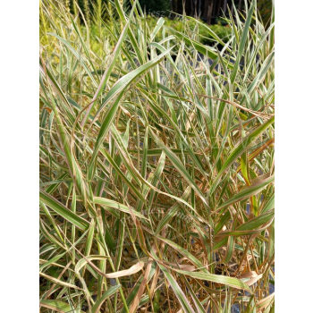 Mozga trzcinowata Picta-Phalaris arundinacea