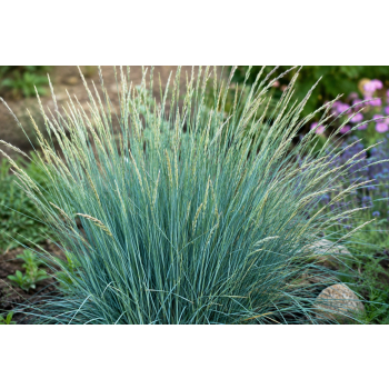Wydmuchrzyca Magellana - Elymus magellanicuss