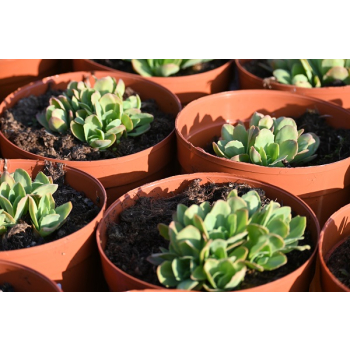 Rozchodnik okazały Meteor - Sedum spectabile