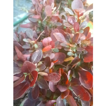 Berberys Thunberga Bagatelle-Berberis thunbergii