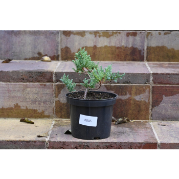 Jalowiec łuskowy Holger - Juniperus squamata 0005