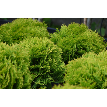 Żywotnik zachodni Mirjam - Thuja occidentalis