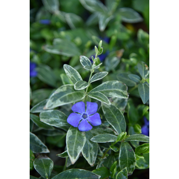 Barwinek większy Variegata - Vinca major Barwinek większy Variegata - Vinca major