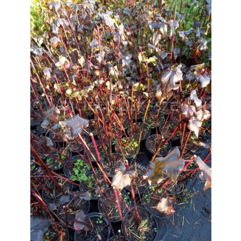 Pęcherznica kalinolistna Diabolo-Physocarpus opulifolius