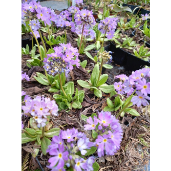 Pierwiosnek ząbkowany-Primula denticulata