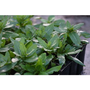 Szałwia omszona Pink Paradise - Salvia nemorosa