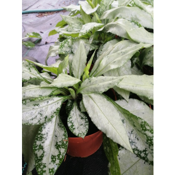 Miodunka Silver Bouquet - Pulmonaria