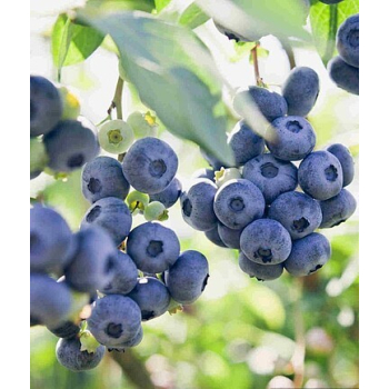 Borówka Sapphire - Vaccinium