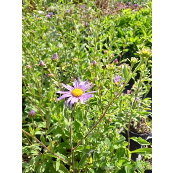 Aster gawędka-Aster amellus