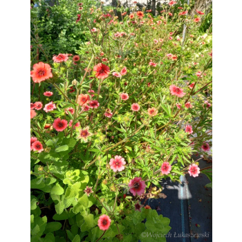Pięciornik nepalski-Potentilla nepalensis