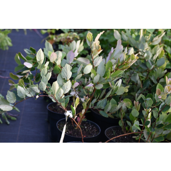 Fotergilla olszolistna Glaucophylla - Fothergilla gardenii