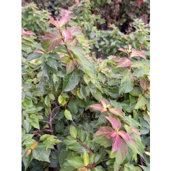 Dereń karłowy-Cornus pumila