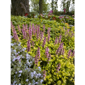 Dąbrówka rozłogowa Gold Chang - Ajuga reptans