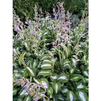 Funkia falista-Hosta