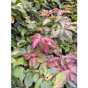 Dereń karłowy-Cornus pumila