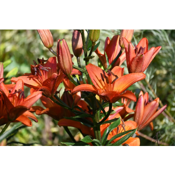 Lilia azjatycka Abbeville`s Pride - Lilium asiatic