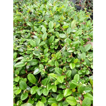 Irga Dammera Major-Cotoneaster dammeri