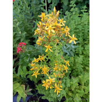 Dziurawiec zwyczajny - Hypericum perforatum