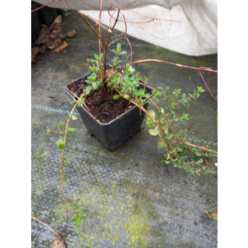 Dziurawiec zwyczajny - Hypericum perforatum